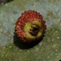 Garcinia echinocarpa Thwaites